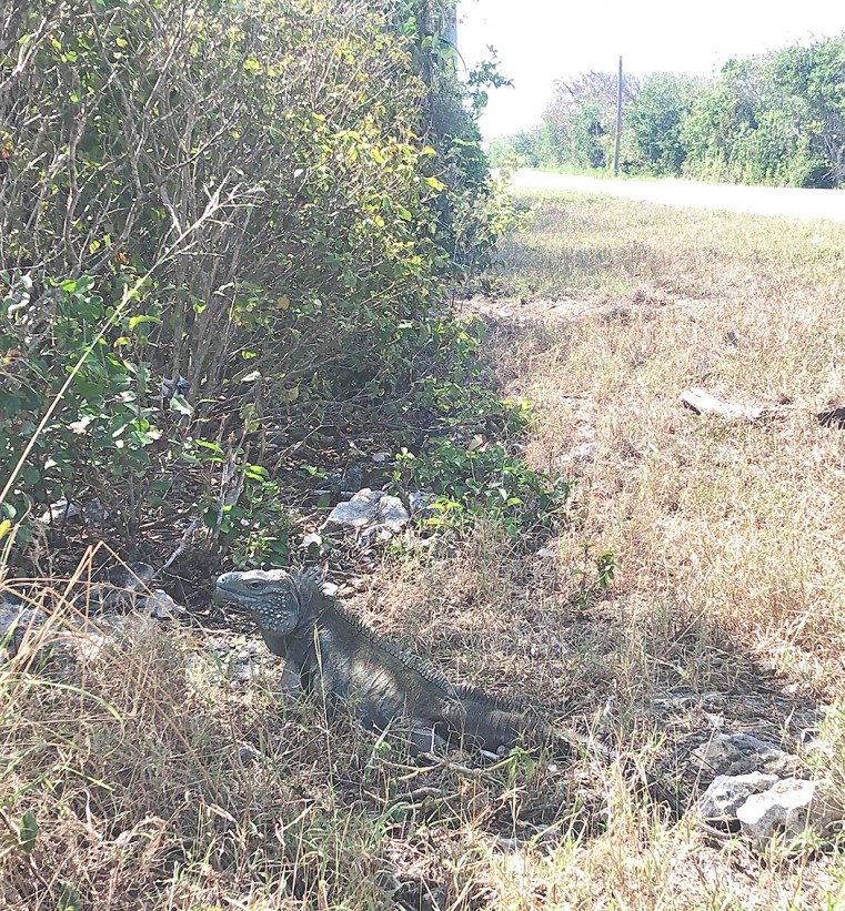 BE MINDFUL OF BLUE IGUANAS NEAR THE ROAD