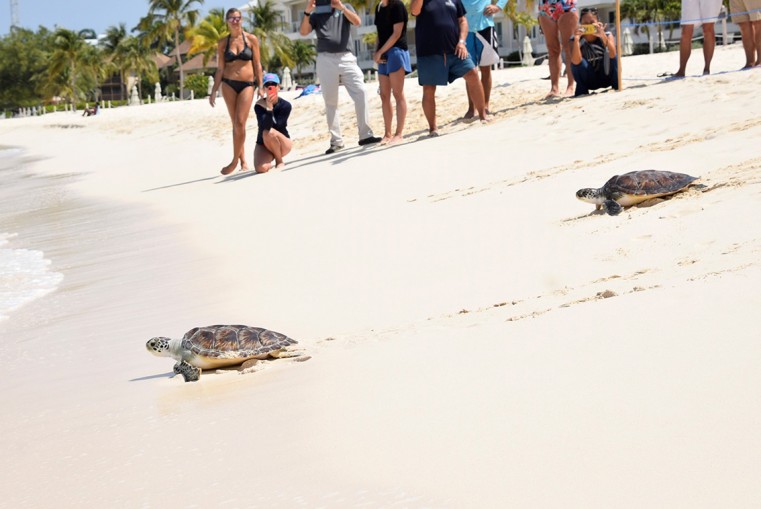 Cayman Turtle Centre celebrates Earth Month