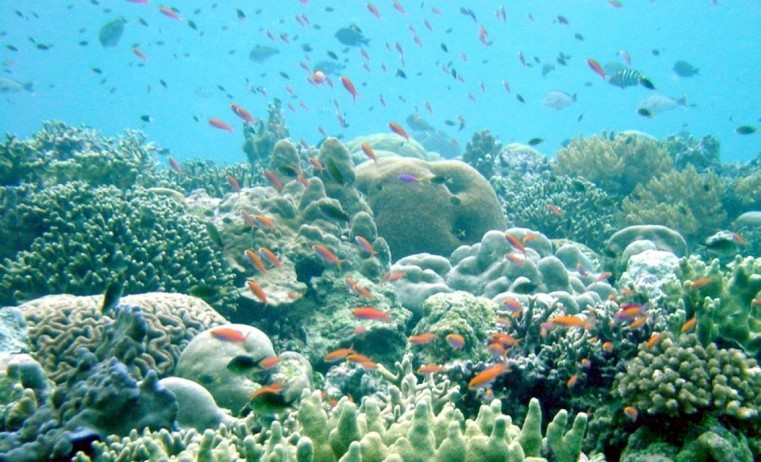 Cayman’s corals under threat