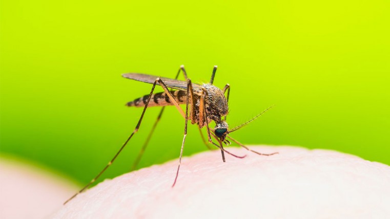 Tips for Mosquito Relief