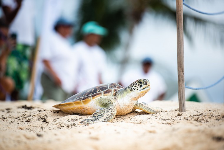 Cayman Turtle Centre to host Sea Turtle Festival