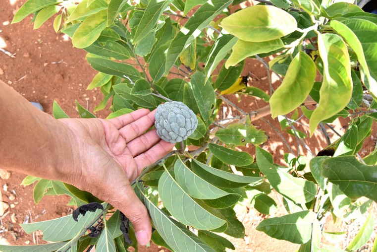 Sweetsop plant