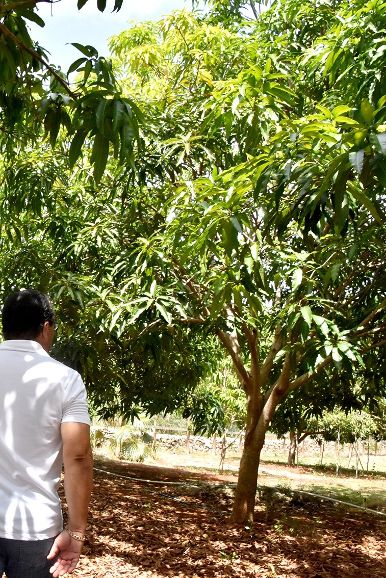 Mr. McLaughlin surveys just some of the mango trees on his farm