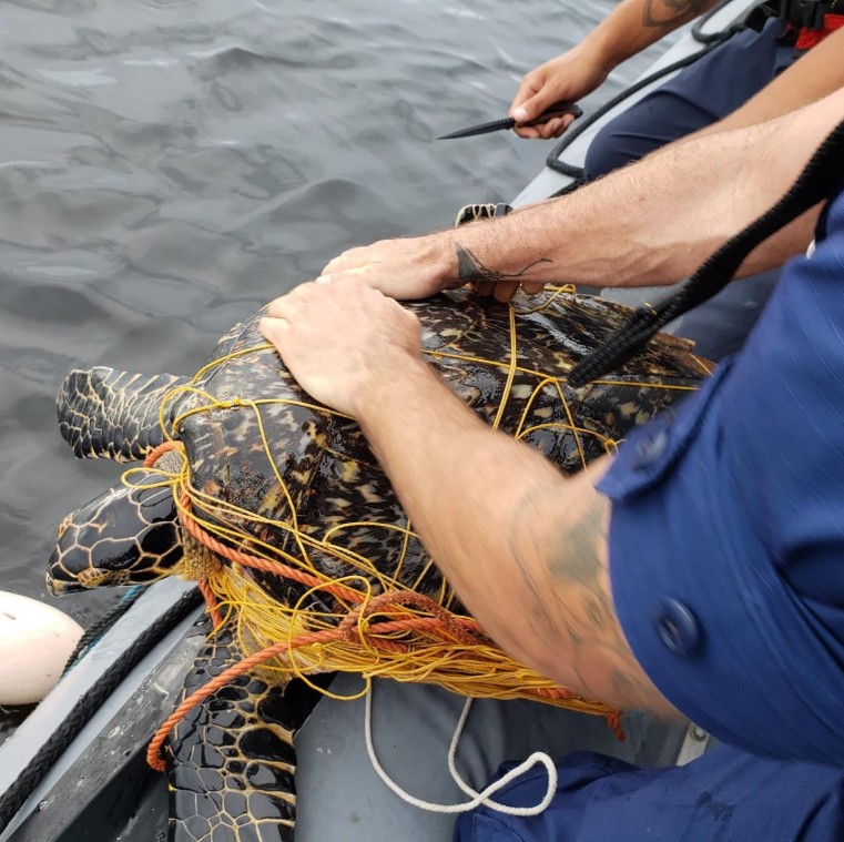 Good Samaritan’s Assist the Coast Guard in the Rescue of Endangered Turtle Species