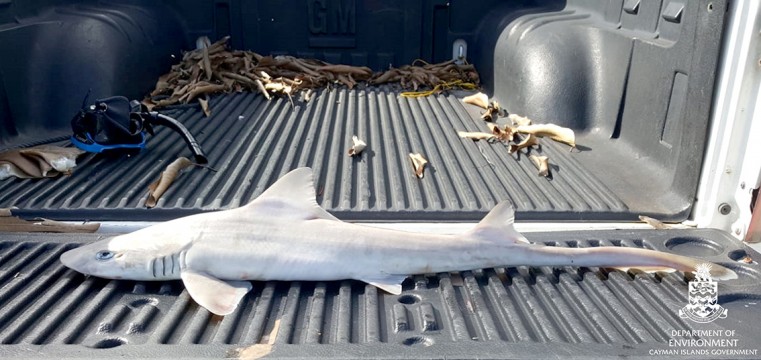 Department of Environment Reminds Public That It is Illegal to Fish Sharks After Several Dead Sharks Discovered