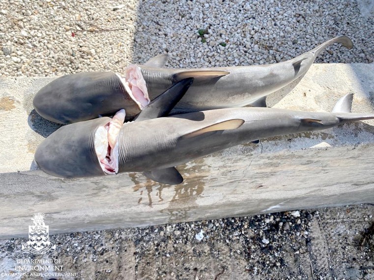Caribbean Reef Sharks Found on Grand Cayman