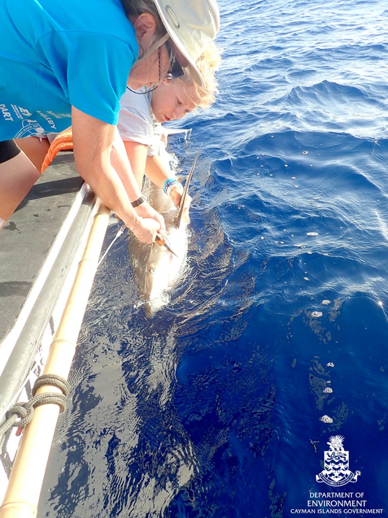 DoE Team Removing A Hook From a Caribbean Reef Shark
