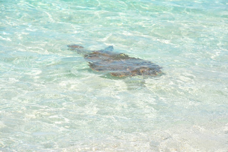 Speedy lives up to his name, as he swims away into the sea