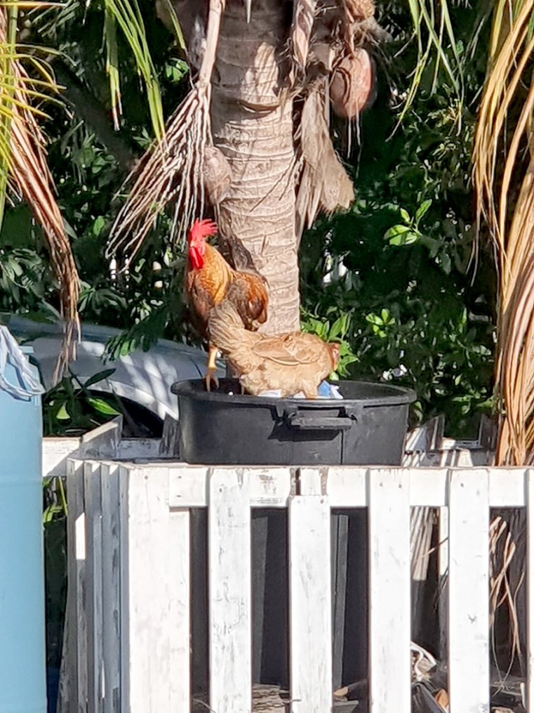 Inappropriate garbage enclosure