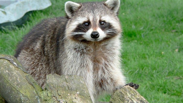 Department of Agriculture Warns of Escaped Raccoon