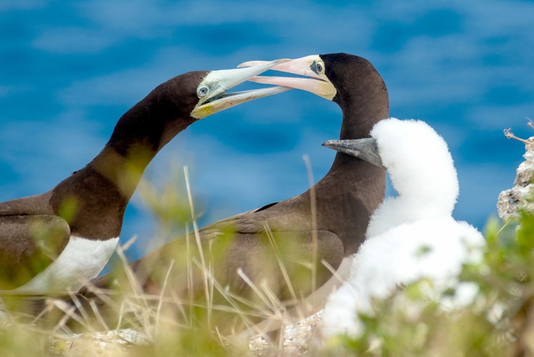 Bryony Dixon, Brown Booby Birds Nesting, 2021