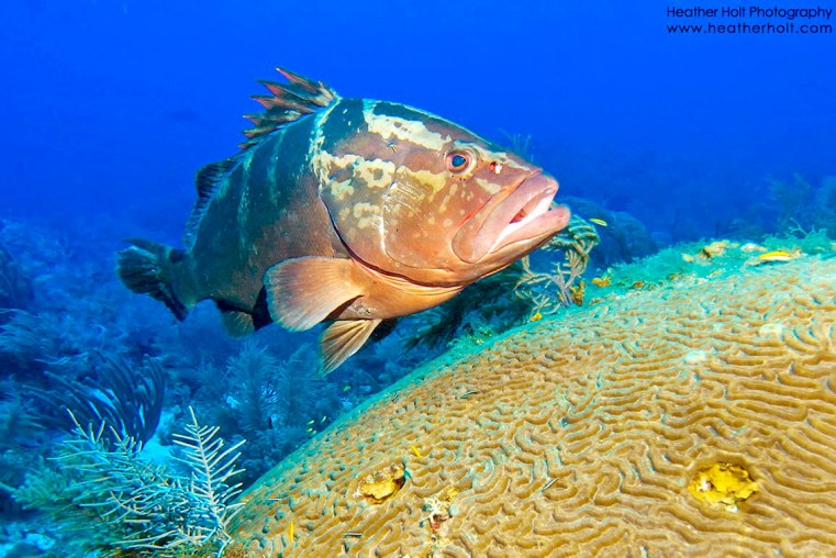 Action is needed to prevent destruction of Cayman's pristine environment (Photo by Heather Holt Photography)