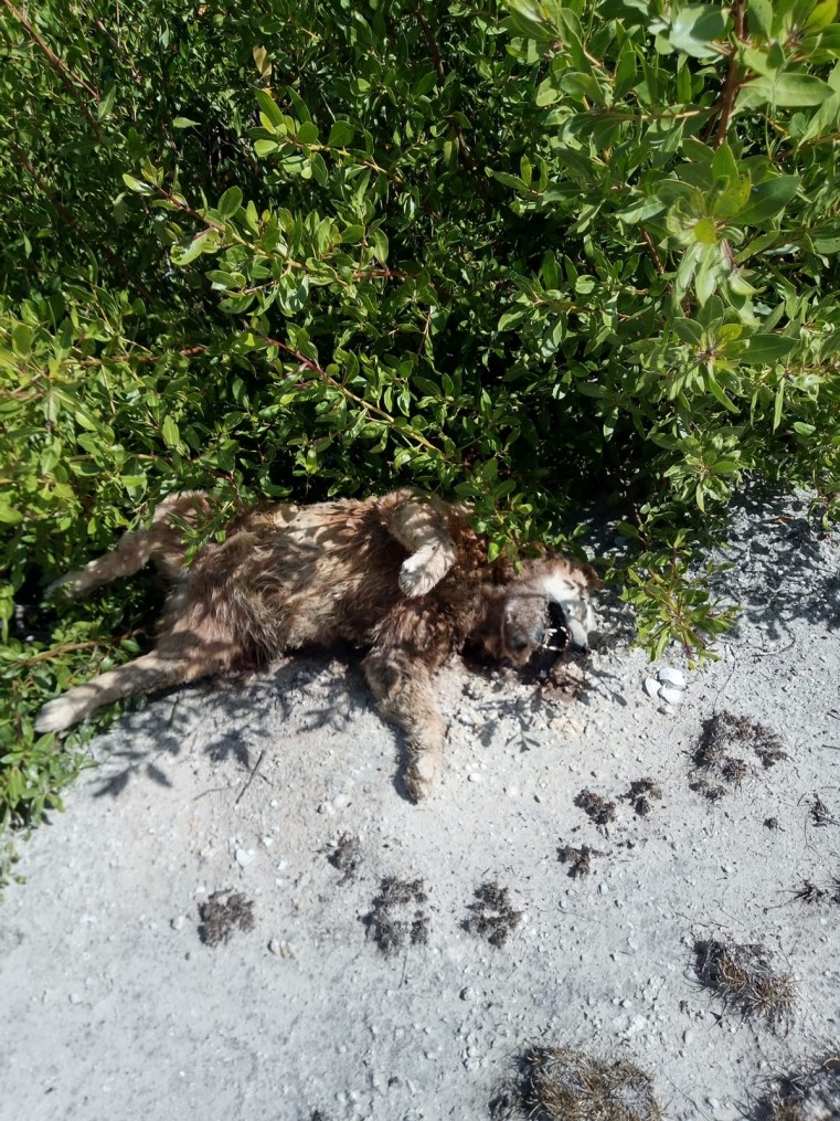 DoA Appeals to Public for Information on Dumped Carcass