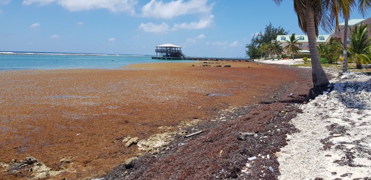 Sargassum lands in Cayman Brac