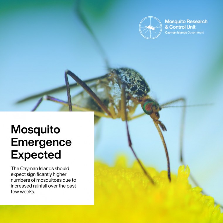 Mosquito Emergence Begins Due to Increased Rainfall