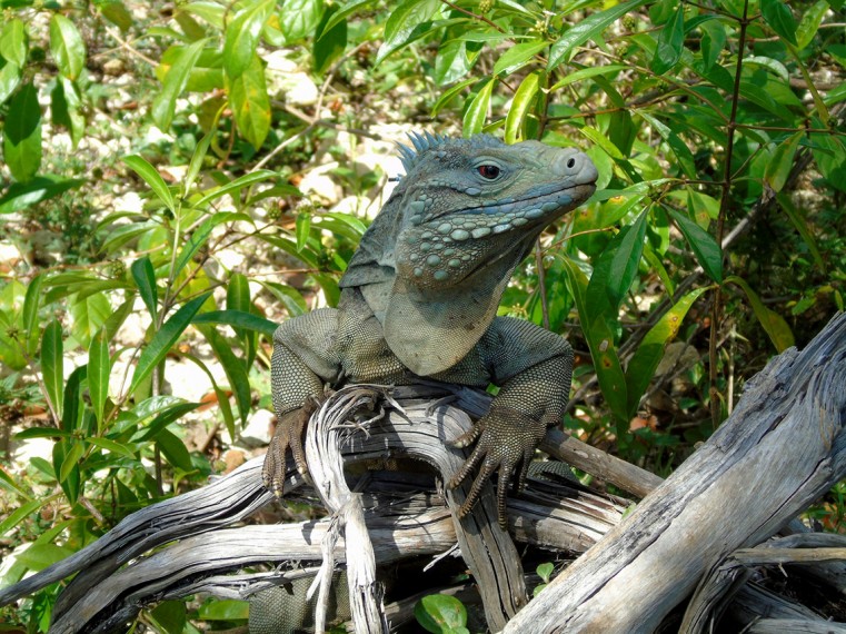 Blue Iguana Conservation Launches New Citizen Science Mobile Application