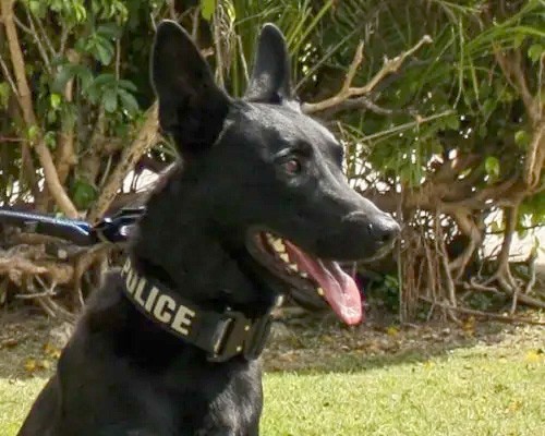 OMB investigates K9 unit death