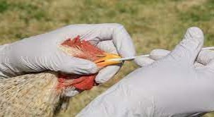 Suspected Case of Avian Flu in Local Poultry Flock