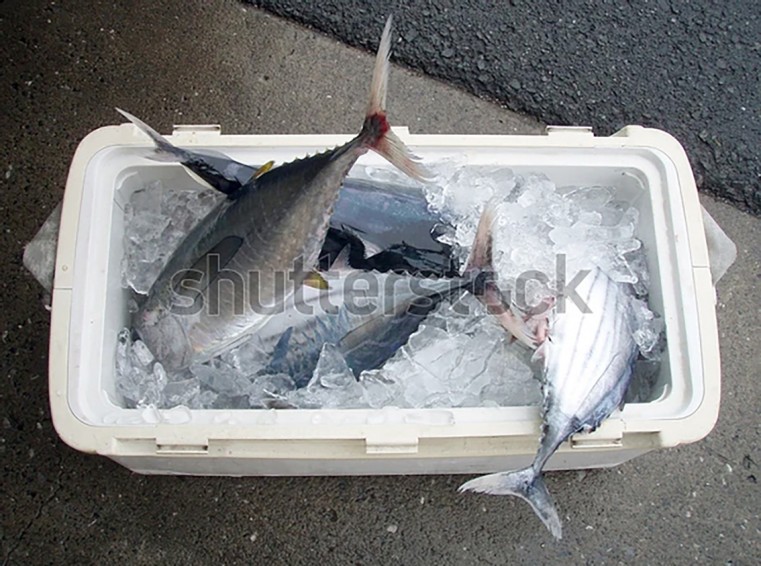 Police Investigate Theft of Fish in Bodden Town