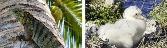 SEVERE EXISTING PENALTIES HIGHLIGHTED IN NEW CONSERVATION REGULATIONS