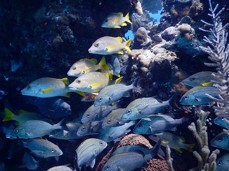 Yellowtail Grunts