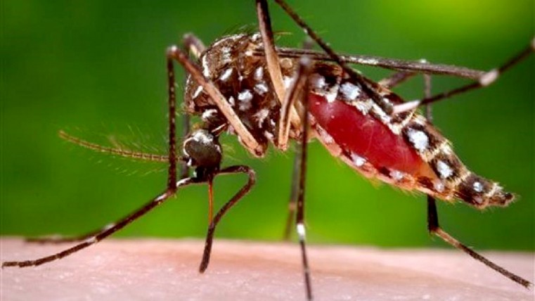 MRCU Aerial Operations Set to Resume as Mosquito Complaints Increase