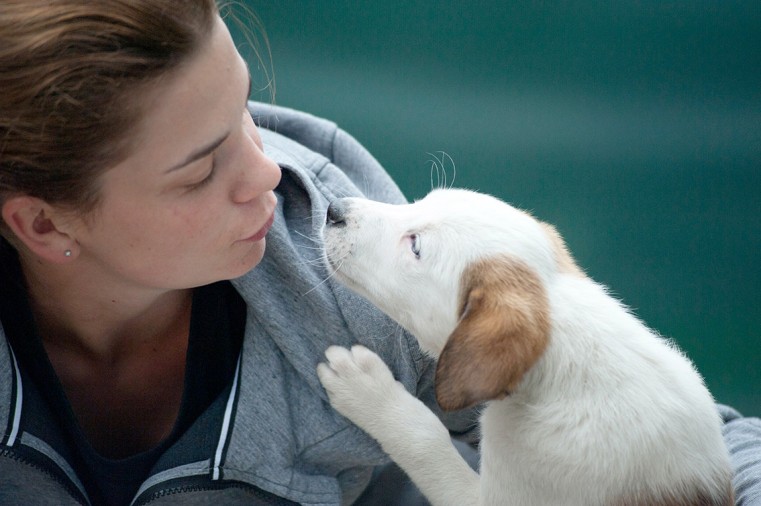 Department of Agriculture reminds the community of legal obligations to care for animals