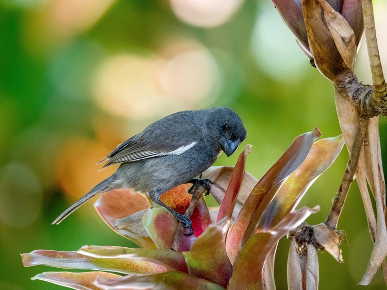 The Grand Cayman Bullfinch: local bird now awarded full endemic species status