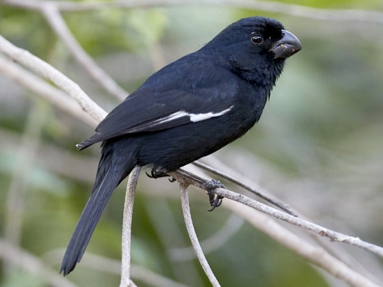 Cayman Bullfinch Yves-Jacques Rey-Millet