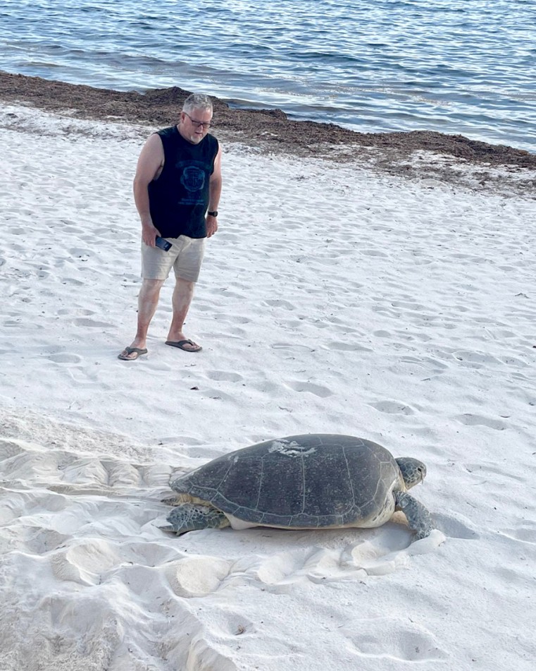 Visitors save stranded turtle