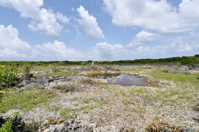 Sesuvium Marsh Habitat Land Acquisition