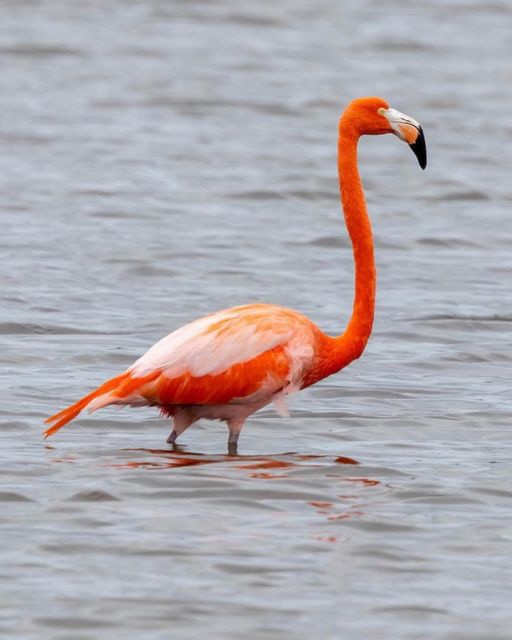 Pink Flamingo sighted in Grand Cayman