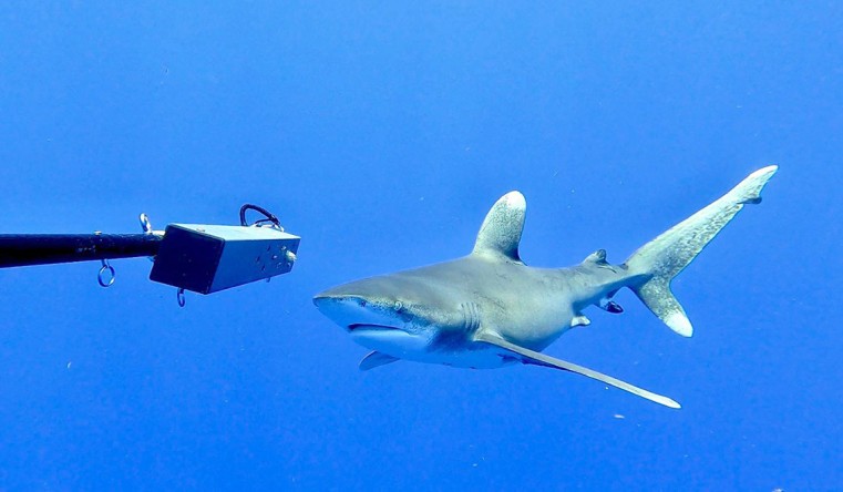 One of the whitetip sharks caught on camera