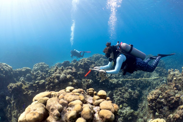 CCMI SCIENTIFIC PUBLICATION REVEALS THE NEGATIVE IMPACT OF SOUND ON FISH IN GRAND CAYMAN