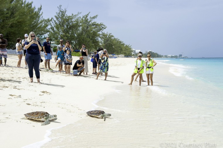 Cayman Turtle Centre Celebrates World Sea Turtle Day with a Weekend of Festivities