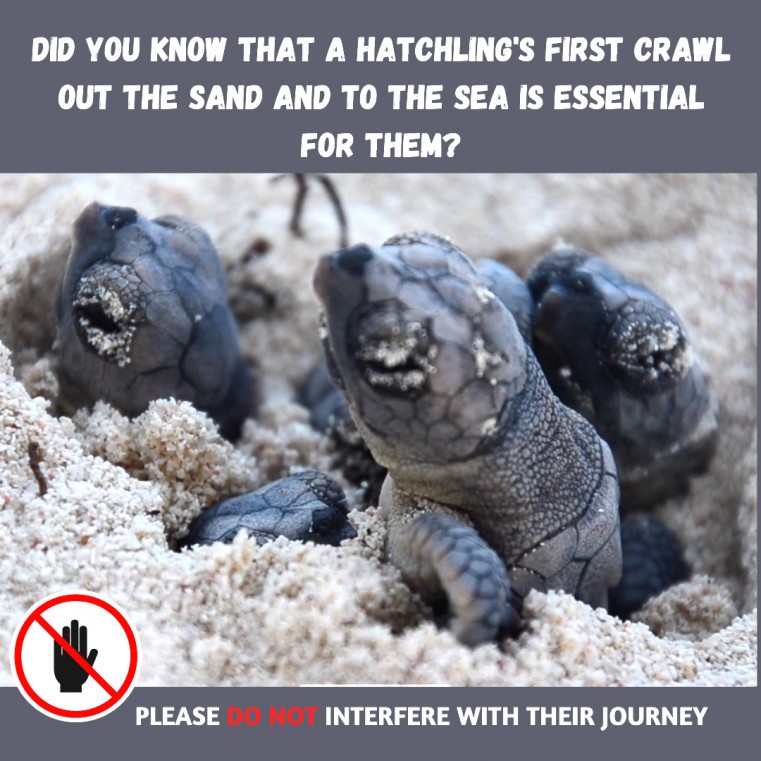 Turtle Hatchling Advisory