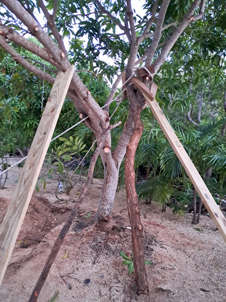Showcases a reset mango tree by the Department of Agriculture’s team in the aftermath of Hurricane Rafael in Cayman Brac.