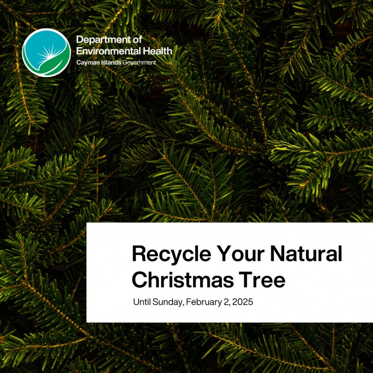Recycle Your Natural Christmas Tree!
