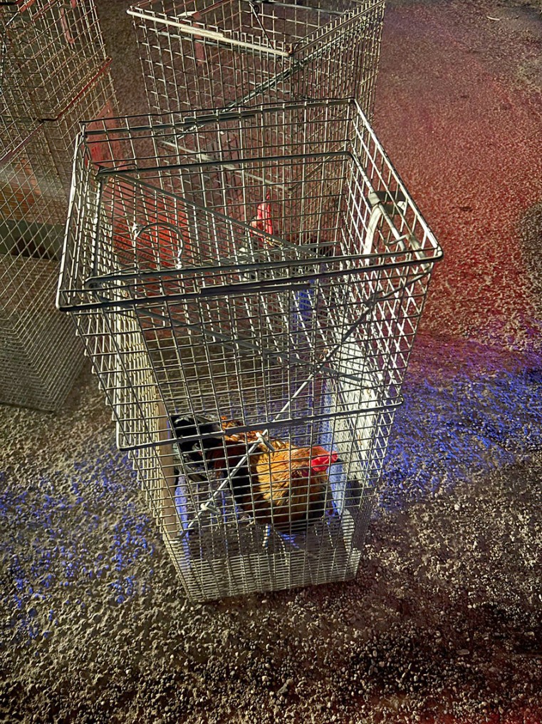 Rescued chickens