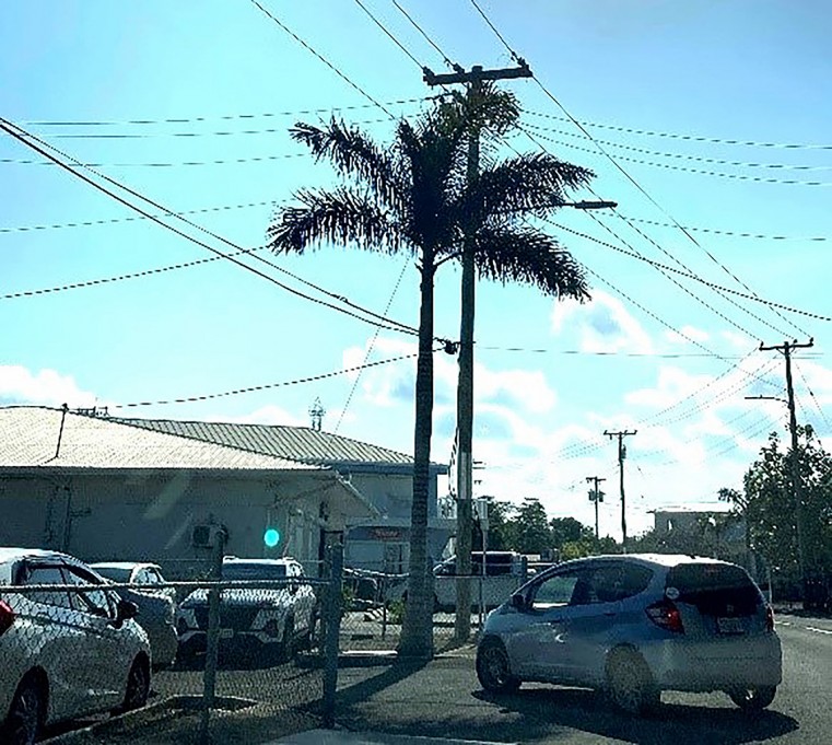 Royal Palm Roystonea Regia located on Mary St.