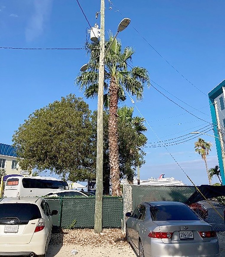 Washingtonia Robusta palm tree located at 196 Seafarers Way, near the former Tower Building site in the George Town.