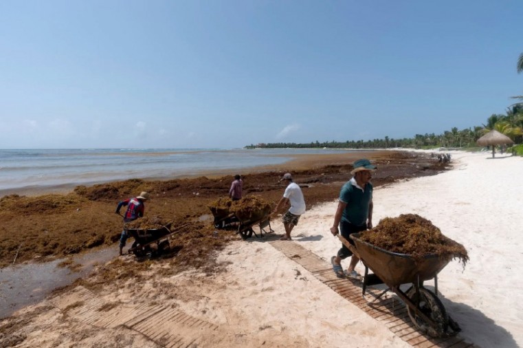 Sargassum is wheeled away and used for many purposes
